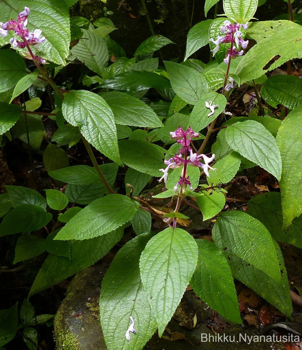 Coleus kanneliyensis L.H.Cramer & S. Balas.